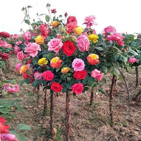 樹狀月季花哪裡買